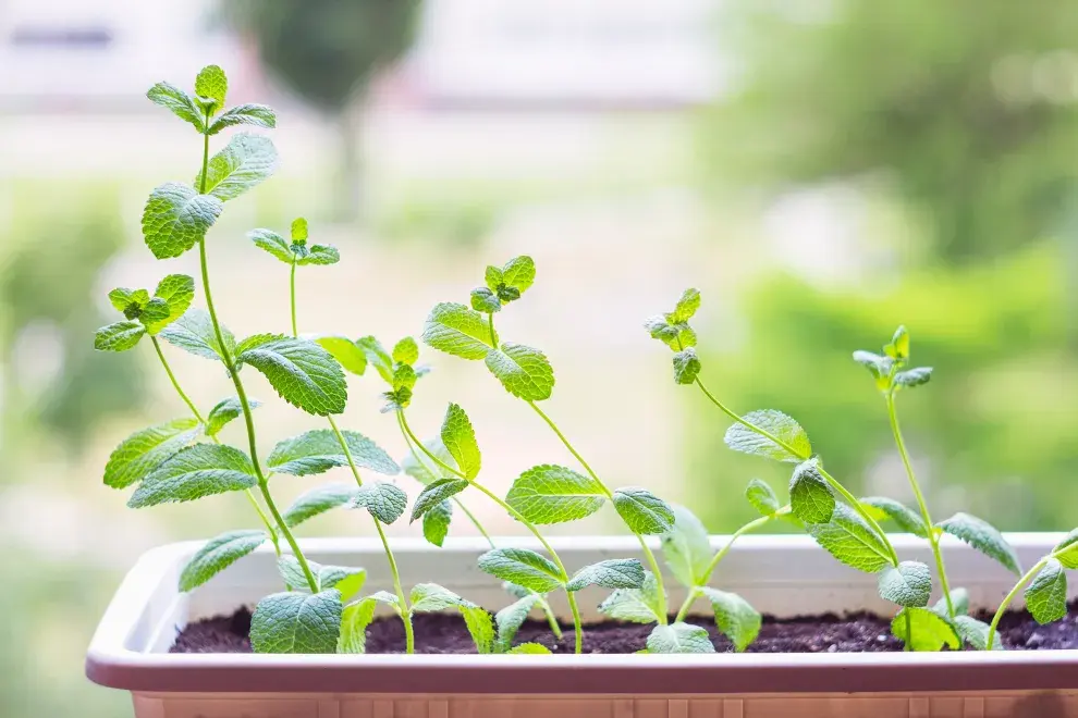 Nueve plantas que ahuyentan los mosquitos de tu jardín y tu casa.