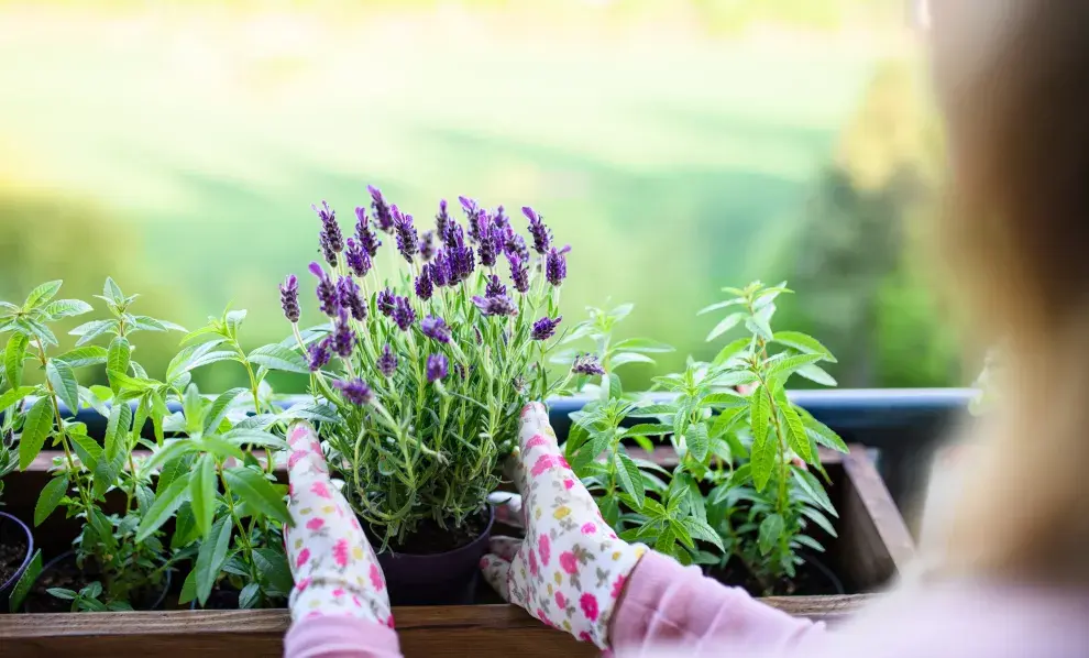 La lavanda, una de las plantas que atrae colibríes y mariposas.