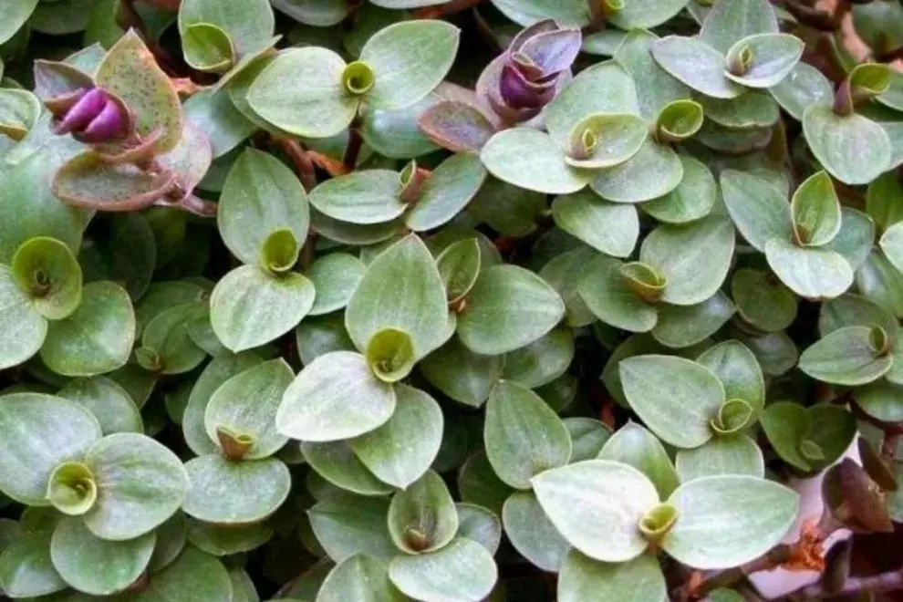 Callisia Repens: la planta que ilumina tu hogar y es súper fácil de cuidar.