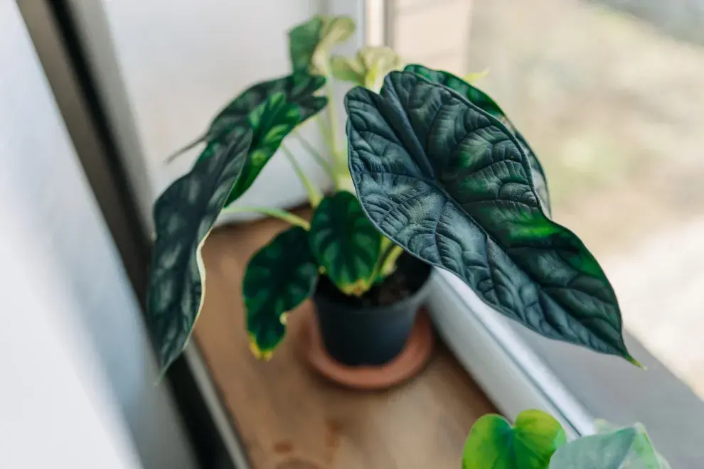 Alocasia. Necesita de ambientes húmedos y luminosos.