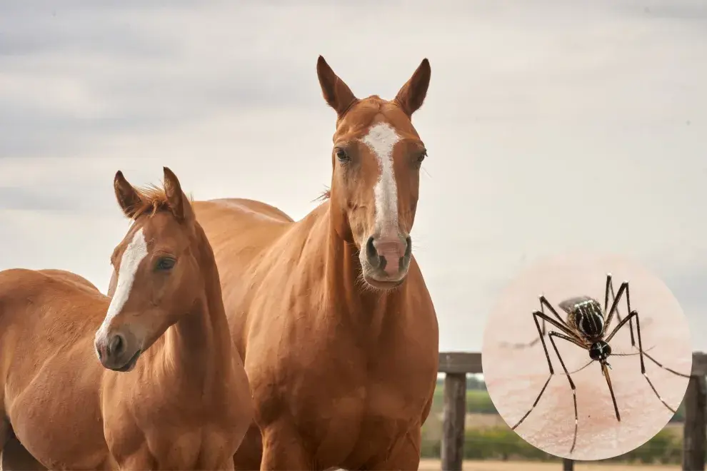 Encefalitis equina en humanos: los casos no paran de crecer.