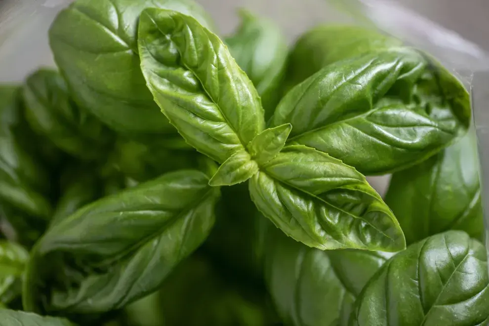 Además de un ingrediente súper popular en la cocina, la albahaca tiene grandes poderes espirituales.