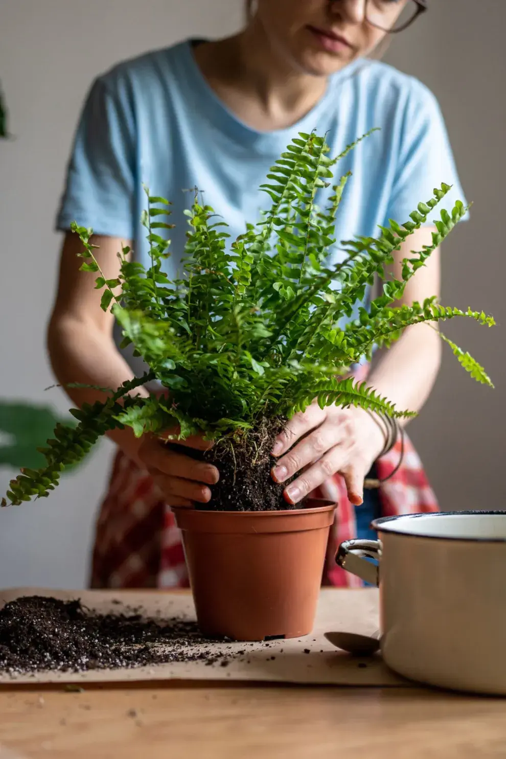 Helecho, una planta prehistórica.
