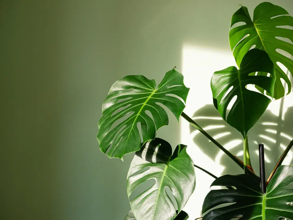 Monstera deliciosa. Necesita buena luz aunque de manera indirecta para que sus hojas no se quemen.