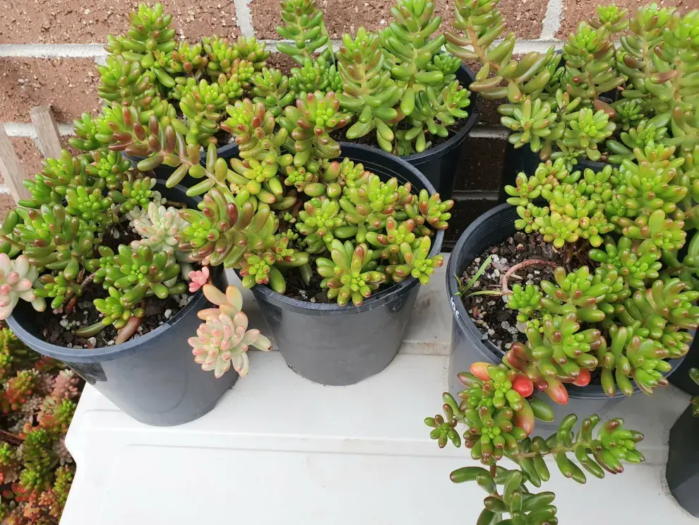 Durante la época de primavera se recomienda agregar fertilizante para potenciar su crecimiento.