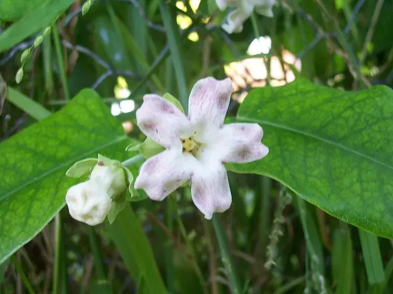 Tasi (Araujia sericifera): Trepadora. 