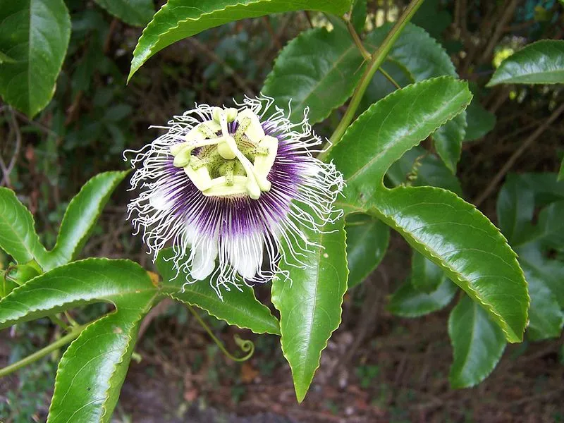 Mburucuyá (Passiflora caerulea): Enredadera. 