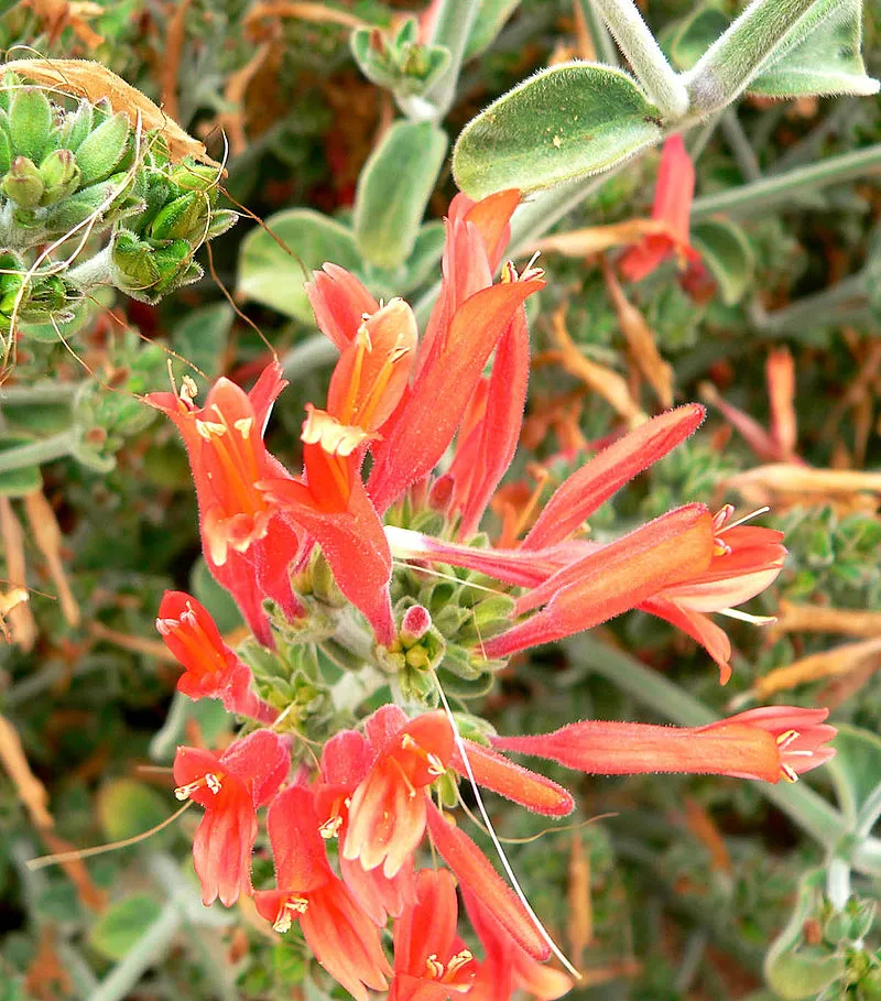 Canario rojo (Dicliptera squarrosa): Herbácea. 
