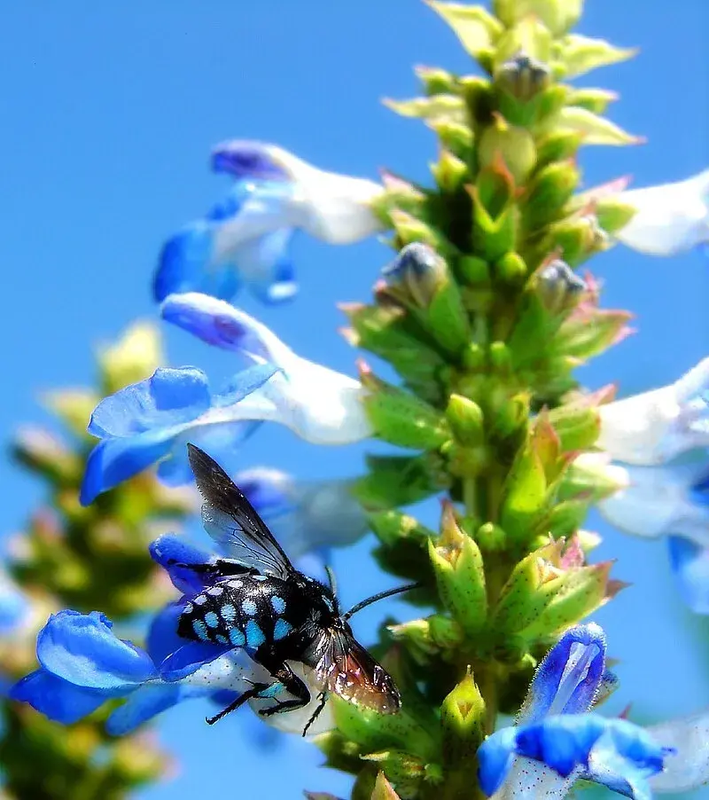 Salvia celeste (Salvia uliginosa): Herbácea. 