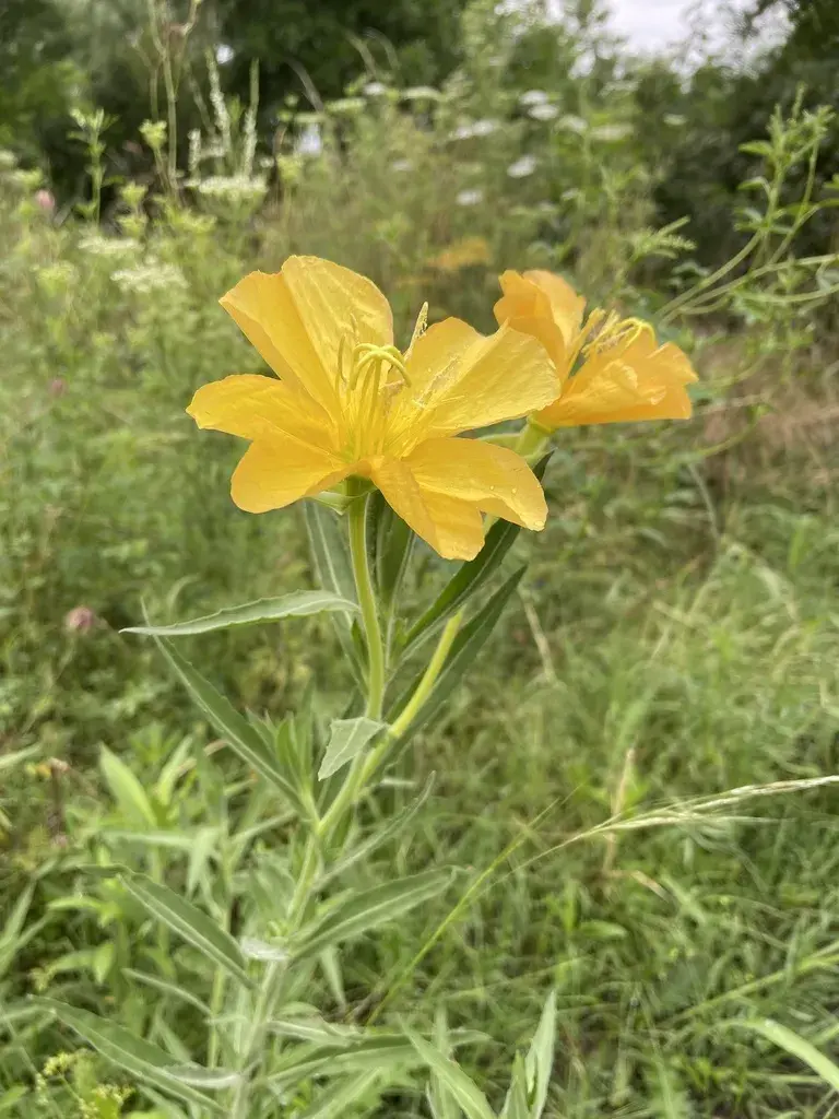 Suspiro de noche (Oenothera affinis): Herbácea. 