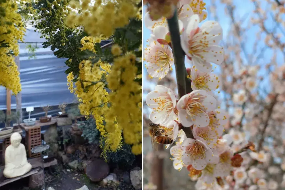 Una granja, un vivero y hasta una verdulería: todo esto podés encontrar en Mizujo.