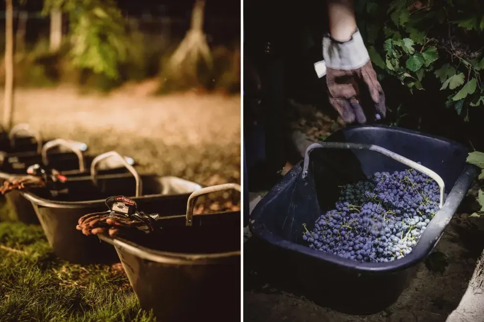 Bodega Dante Robino organizó una increíble experiencia de vendimia.