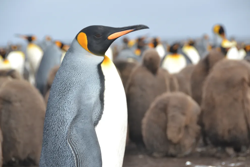 El pingüino Rey puede alcanzar 1m de altura y es el segundo más grande dentro de las 18 especies que existen en el mundo.