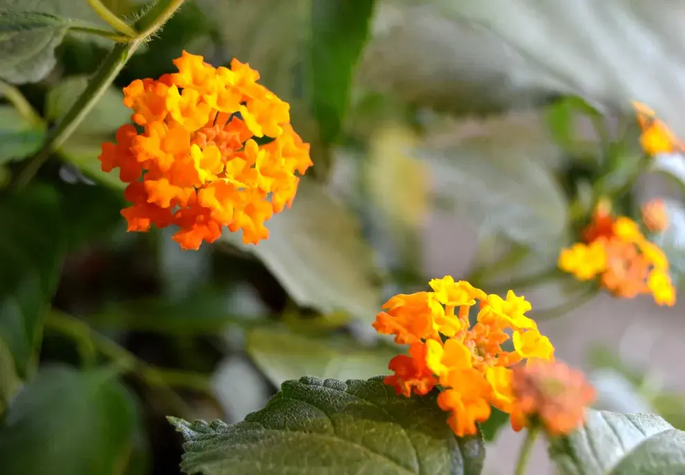 Lantana camara, también llamada bandera española.