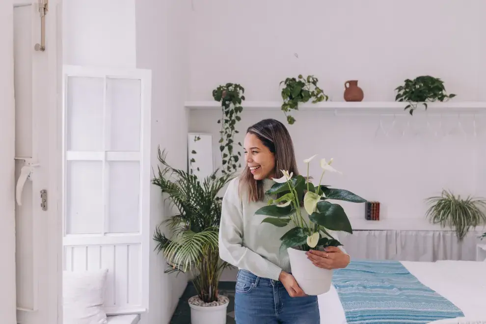 Las mejores plantas para decorar tu casa.