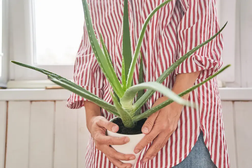 El feng shui te recomienda estos tres lugares para llamar a la abundancia mediante la energía del aloe vera.