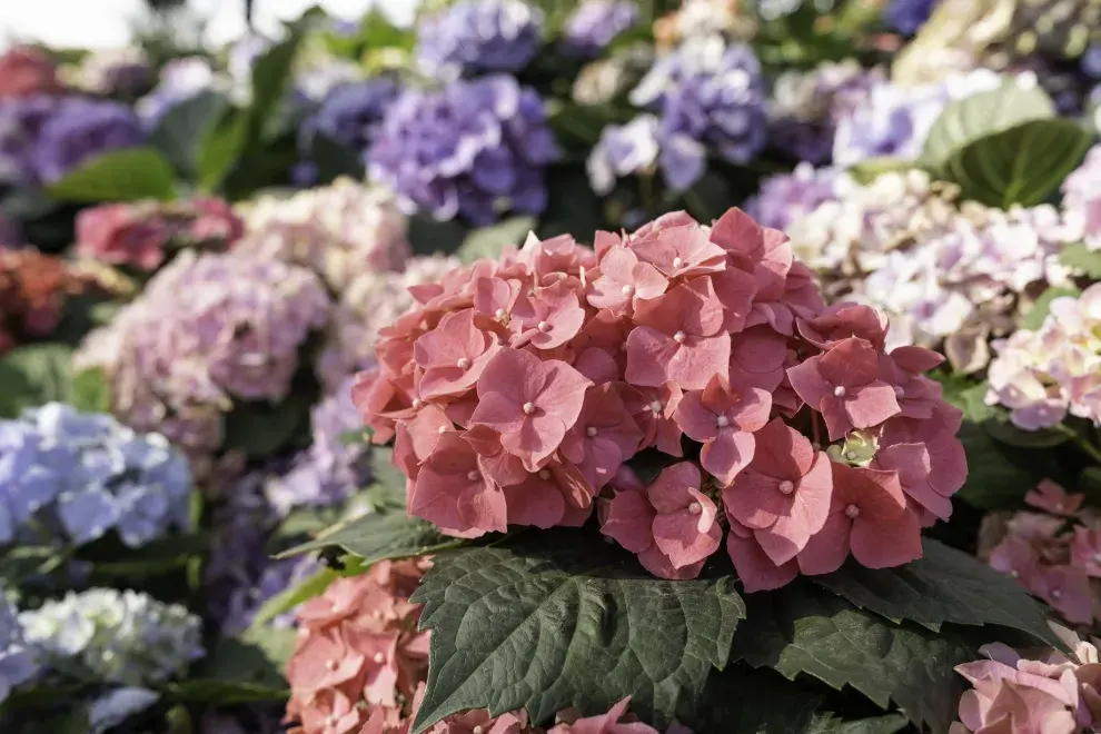 Hortensias, una planta que da flores aún con frío.