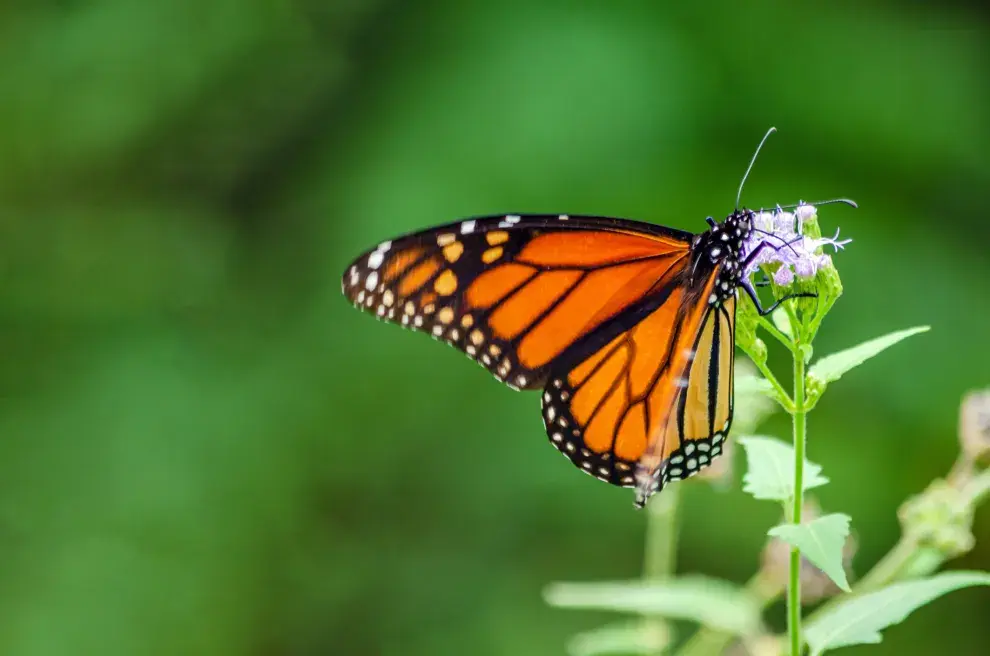 Invasión de mariposas en la ciudad.