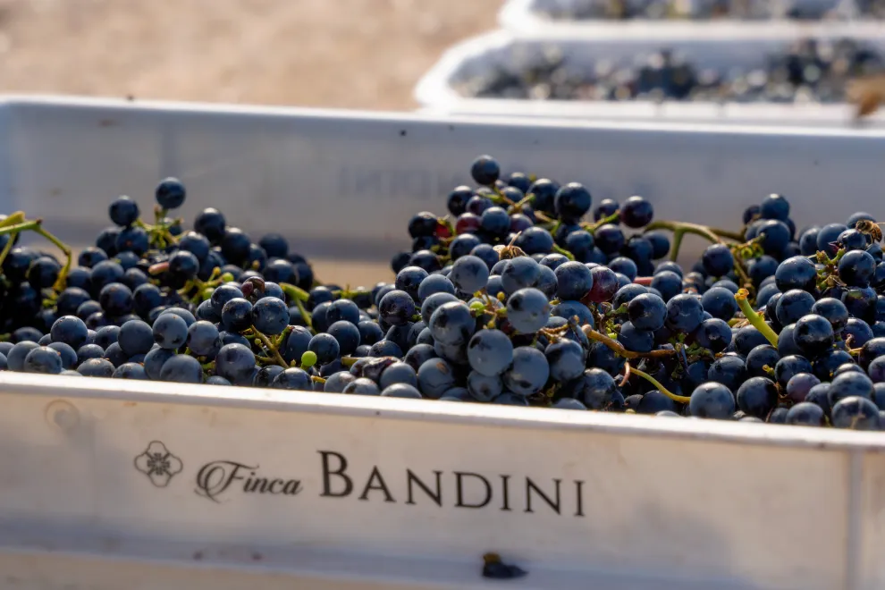 Finca Bandini te invita a cosechar en sus viñedos.