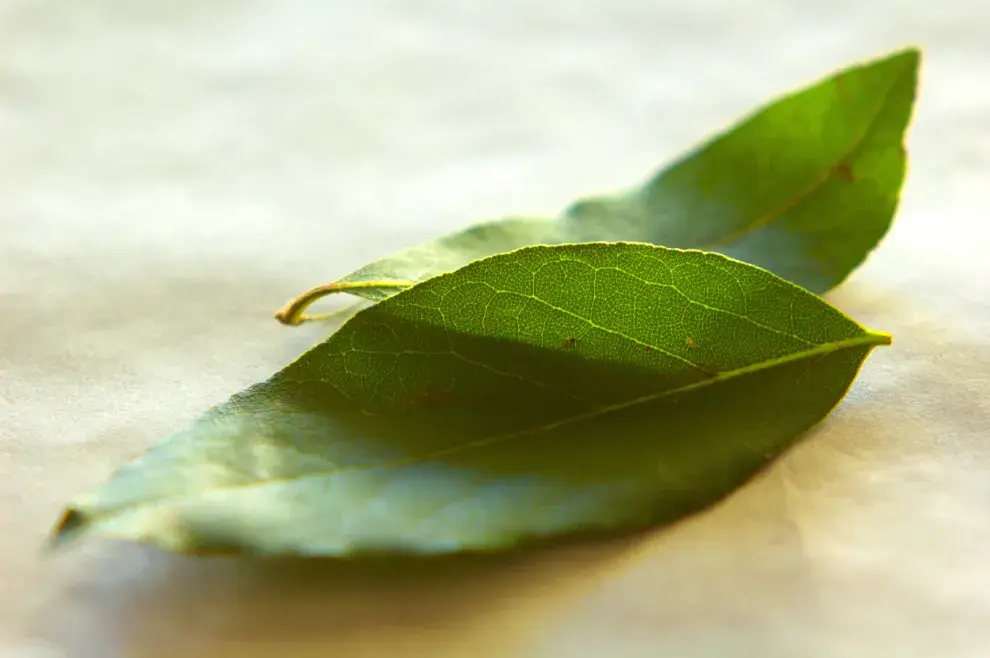 4 rituales con laurel para convocar a la abundancia.