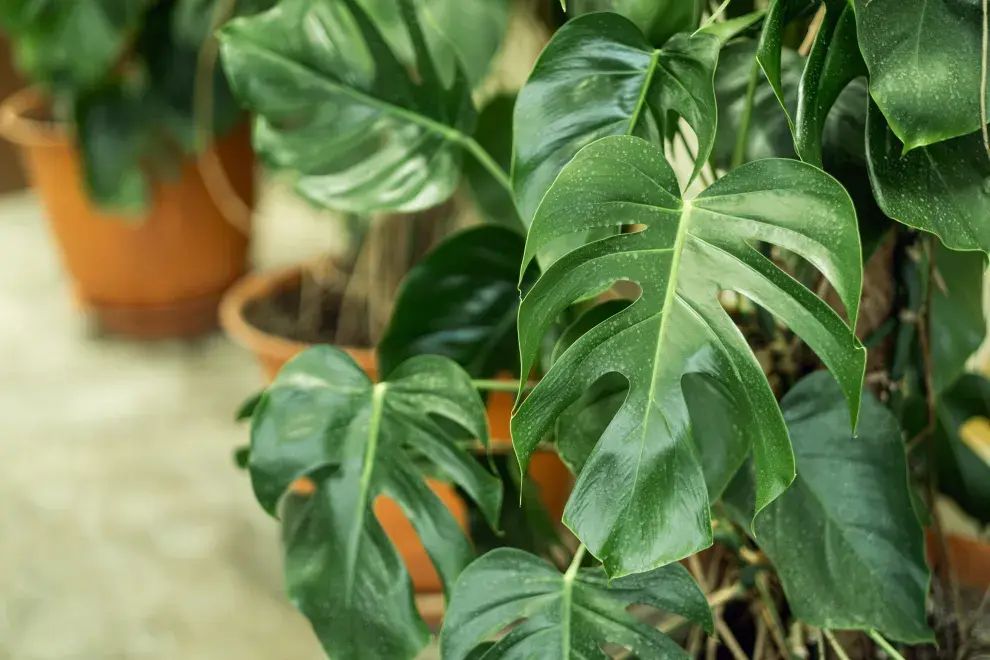 La monstera o costilla de Adán es una planta tropical.