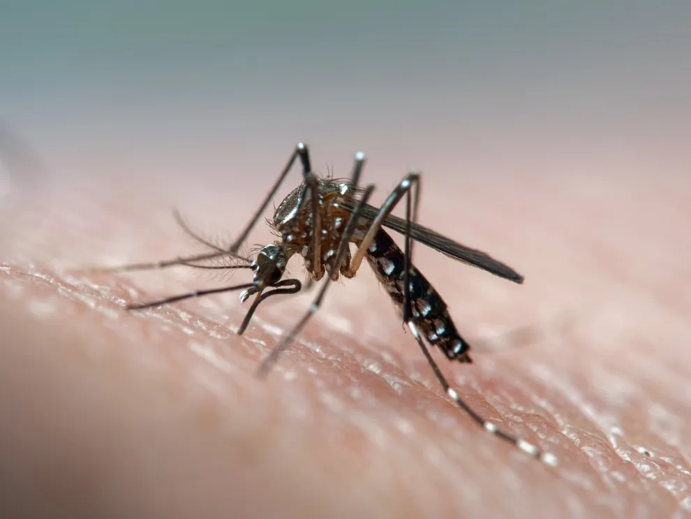 El dengue es una enfermedad transmitida por mosquitos.