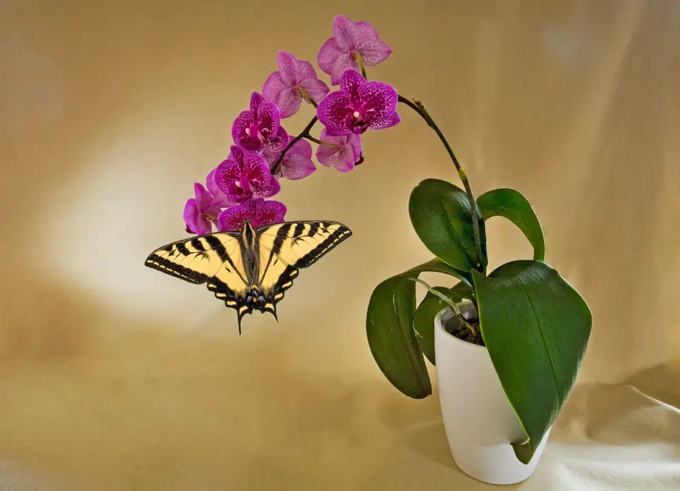 Mariposas que se acercan a plantas de interior.