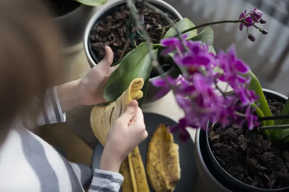 La banana contiene un mineral muy benéfico para potenciar el crecimiento de flores y frutos.