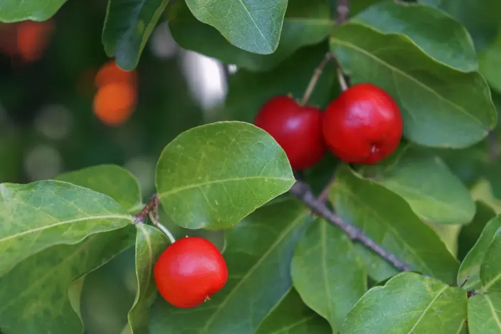 Una acerola contiene entre 50 y 100 veces más de vitamina C que una naranja