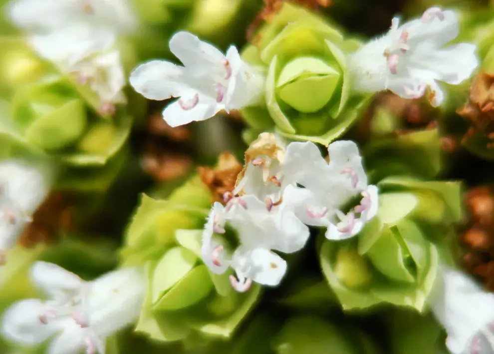 La planta de jazmín que decidas reproducir debe medir al menos 20 centímetros.