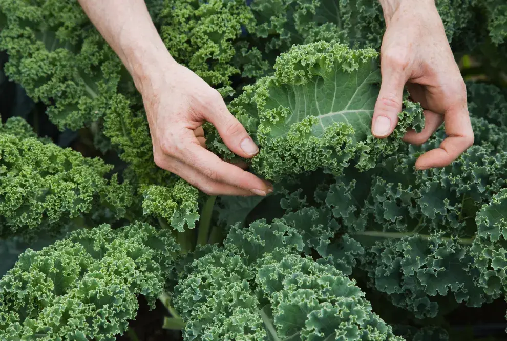 Los beneficios del kale, el superalimento que ya conquistó nuestros paladares.