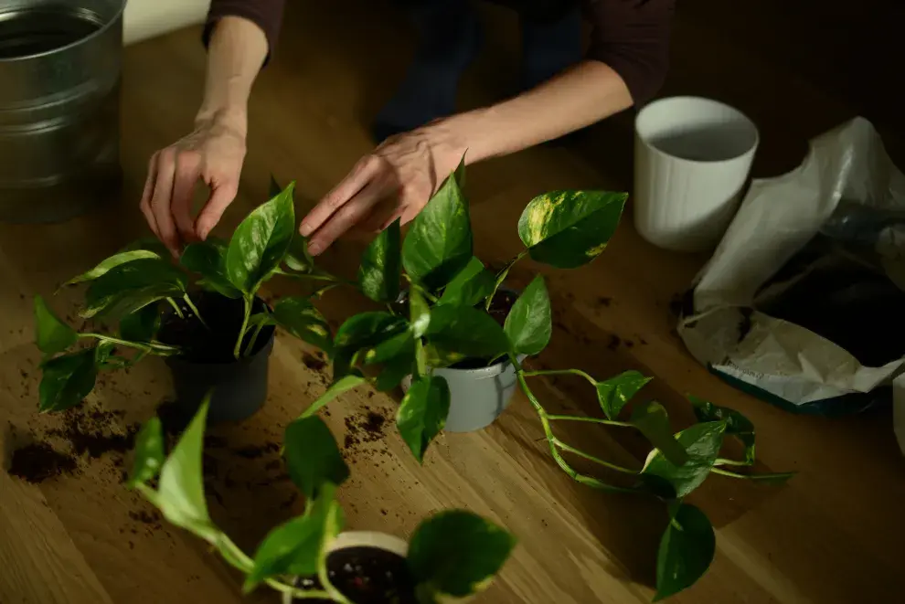 Para la elección del esqueje hay que asegurarse de que mida al menos 20 centímetros y que la planta madre se encuentre sana y fuerte.