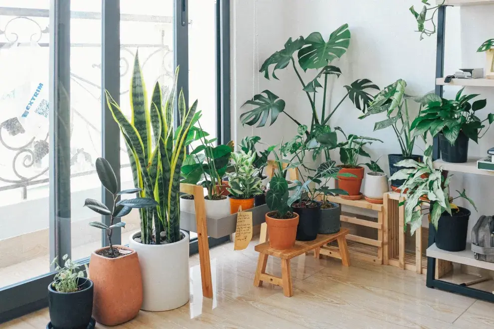 Regar las plantas con agua oxigenada puede ayudar a que crezcan más fuertes.