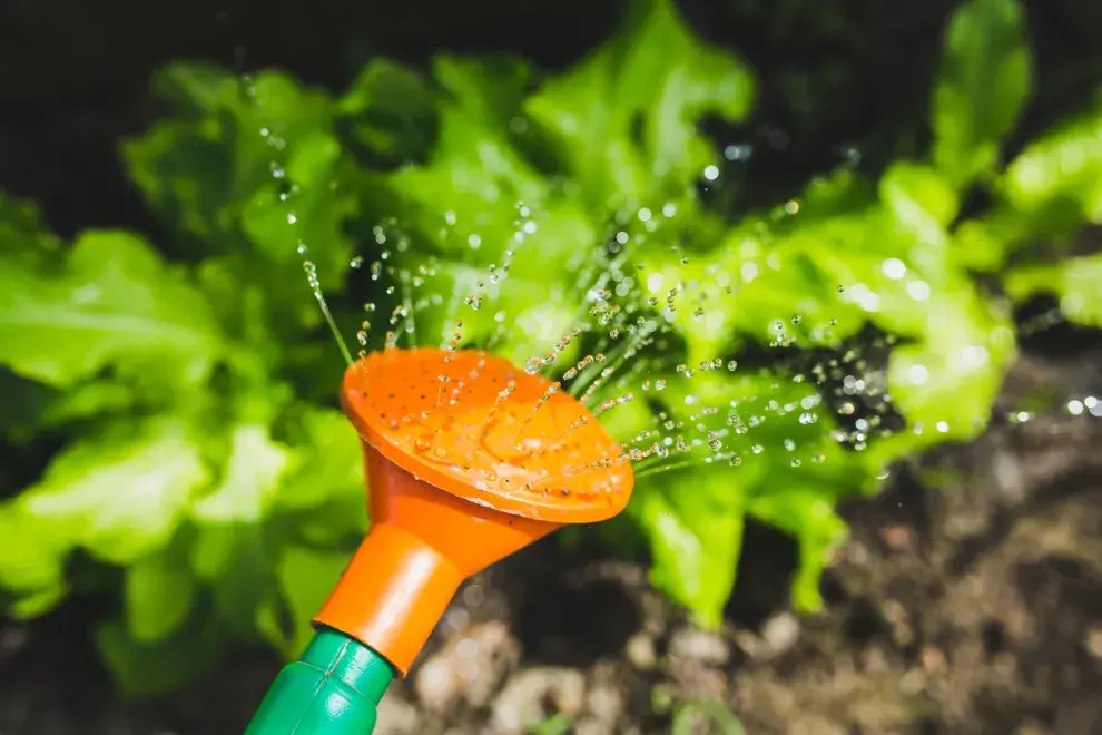 ¿El agua oxigenada se puede usar directo en las plantas?