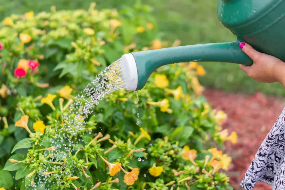 Los trucos para usar agua oxigenada en la jardinería