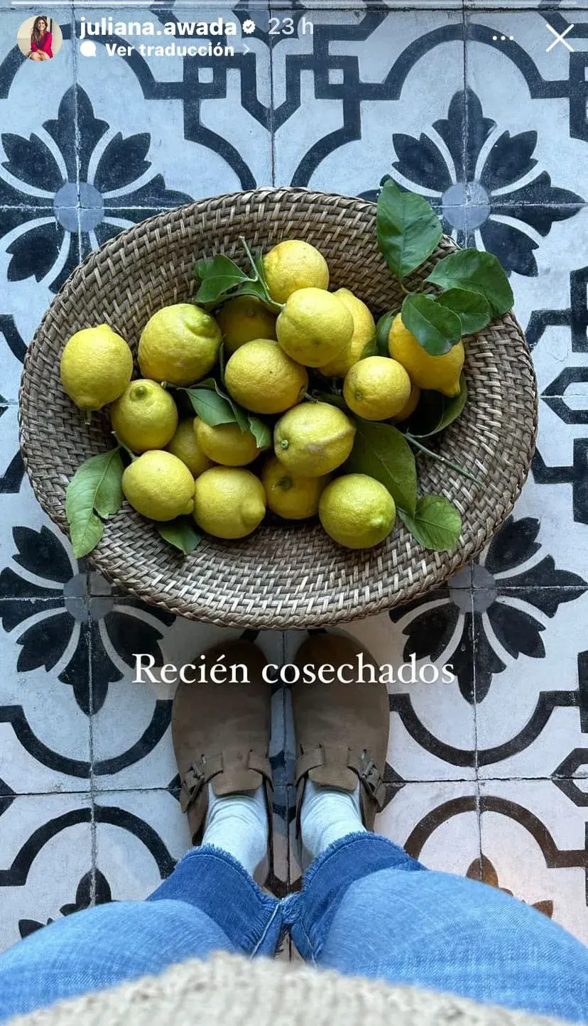 Limones recién cosechados.