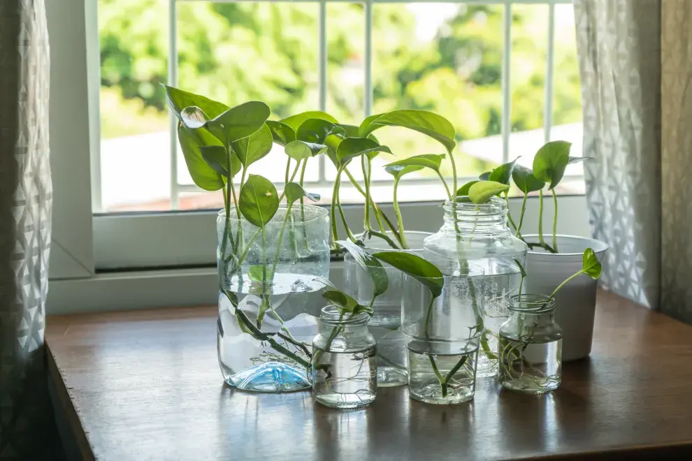 Potos, una de las plantas que limpia el aire de tu casa.