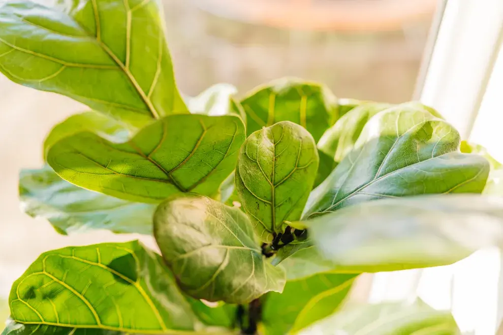 Ficus pandurata: ¿cómo cuidar esta planta que está de moda?