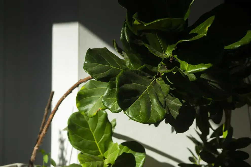 Ficus pandurata: ¿cómo cuidar esta planta que está de moda?