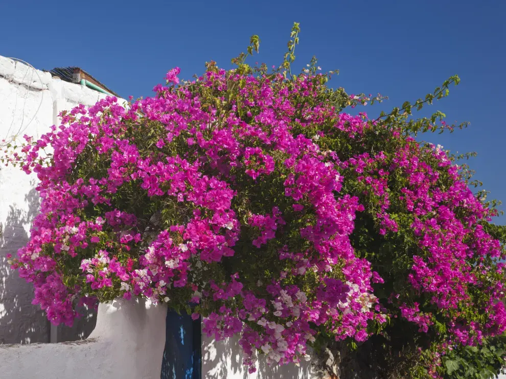 Esta trepadora, conocida también como buganvilla, es resistente a la sequía y ofrece un espectáculo de flores durante todo el año