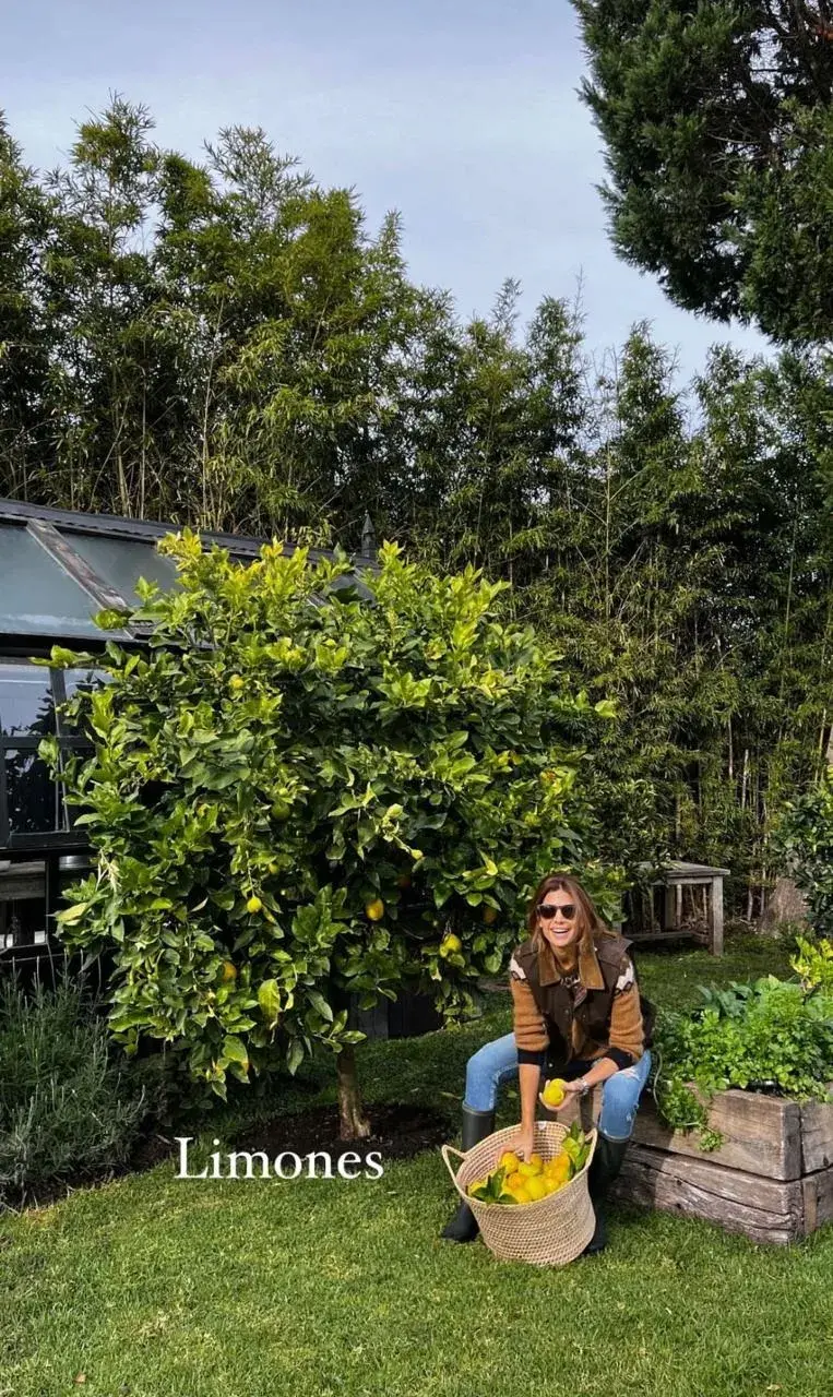 Juliana Awada cosechando limones.