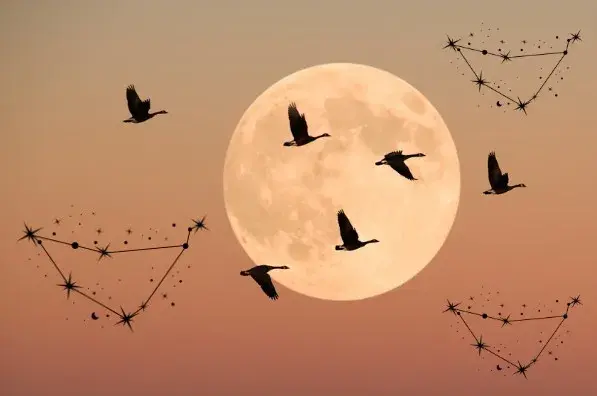 Luna Llena, pájaros y el signo de capricornio.