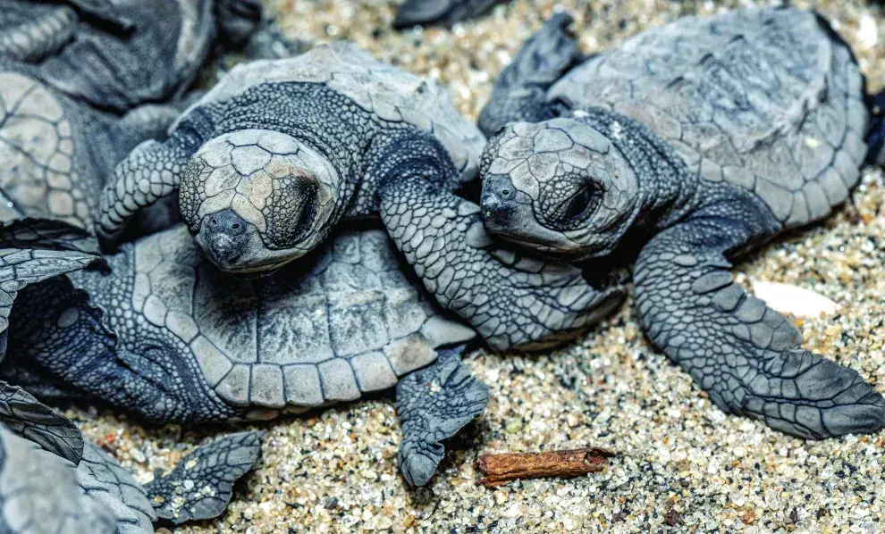 Naturaleza virgen en Panamá: tortugas marinas.