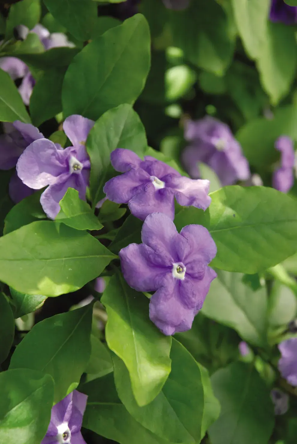 No todos los jazmines son blancos, el paraguayo nace violeta y luego cambia.