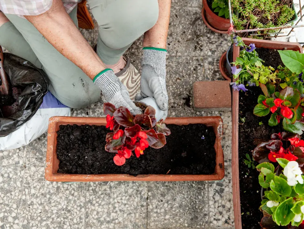 Las begonias necesitan tierra fértil y húmeda.