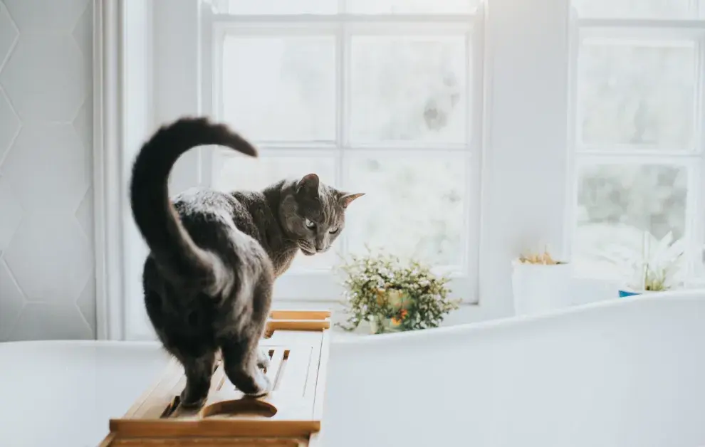 Cuando la cola está erguida con la punta curva es un signo de afecto y muestra que el gato está contento y confiado.