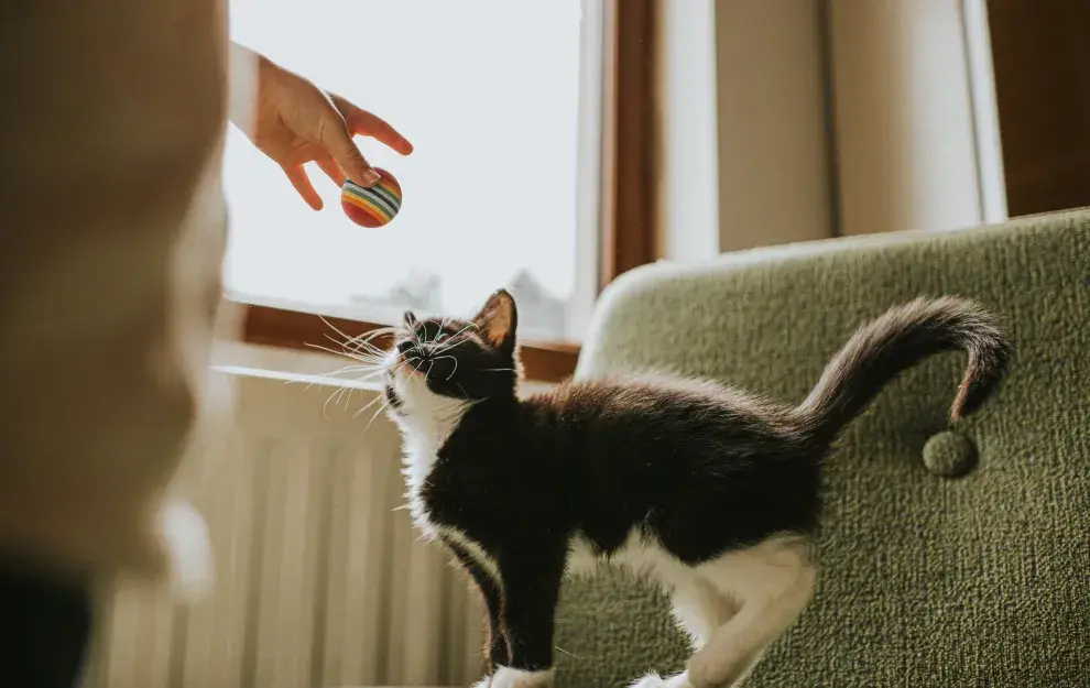 Cuando un gato eriza la cola, está asustado o se siente amenazado, tratando de parecer más grande. 