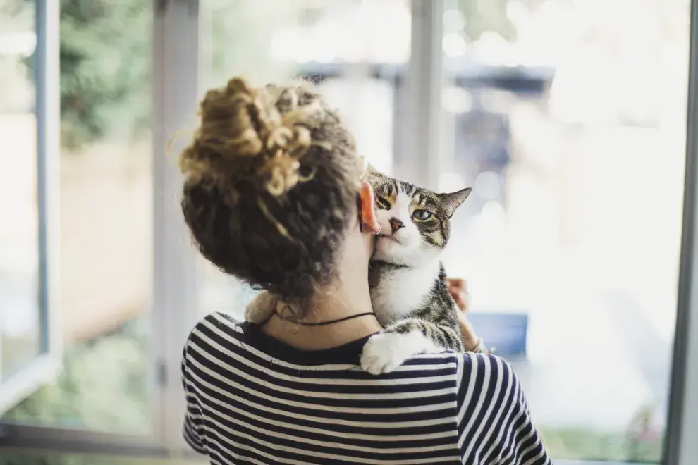 Entre los mitos comunes se encuentra la idea de que el gato cuando tiene la cola erguida e hinchada te va a atacar.