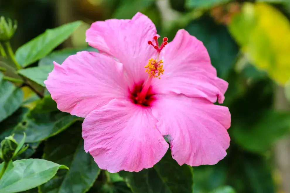 Foto de una hibiscus rosa sinensis, o rosa china.