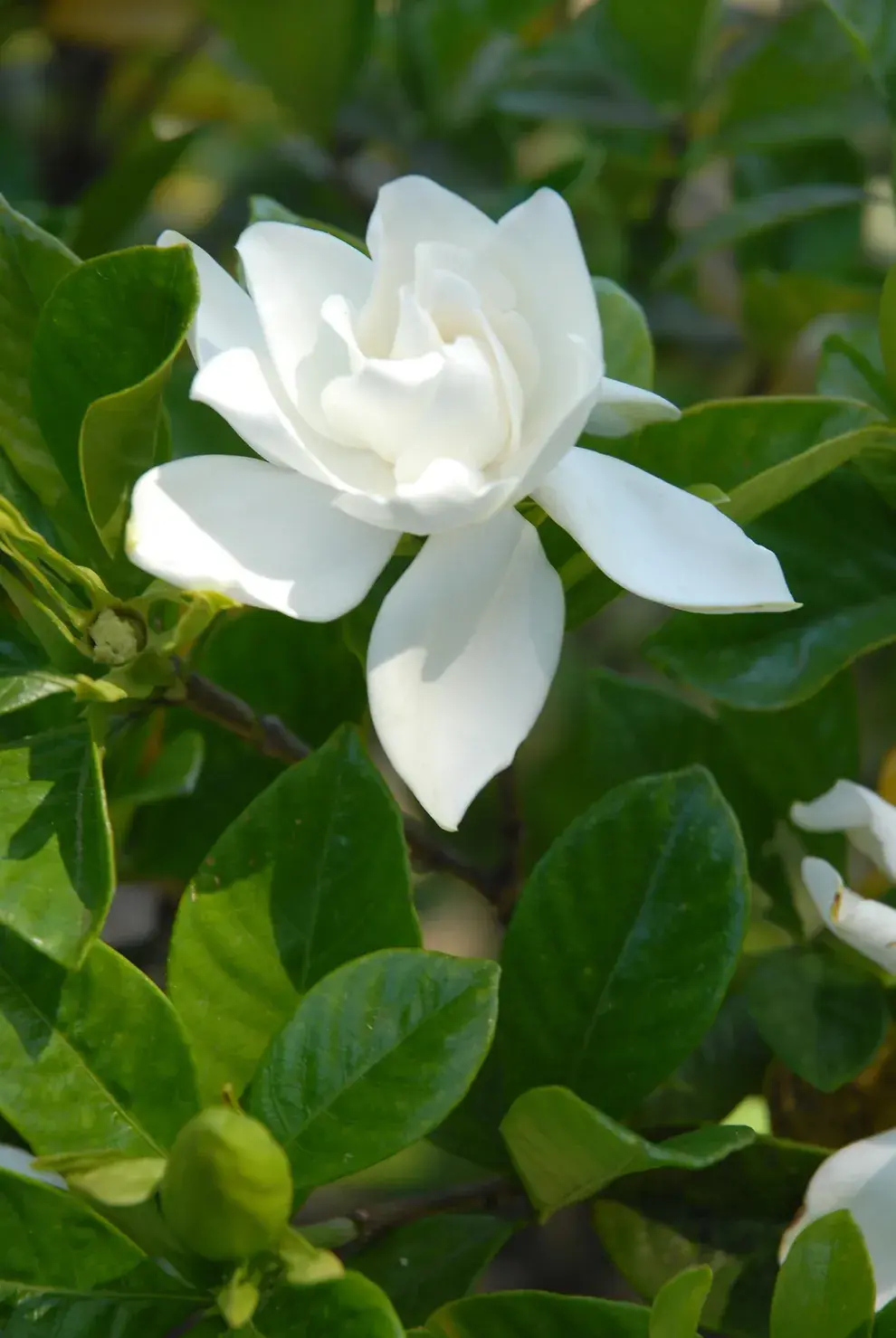 Las flores grandes y las hojas oscuras son la característica principal del jazmín del Cabo